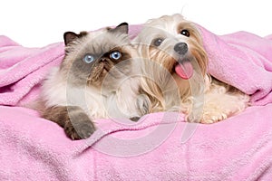 Young persian cat and a happy havanese dog lying on a bedspread