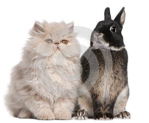 Young Persian cat and rabbit sitting in front of white background