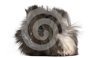 Young Peruvian guinea pig, 2 months old