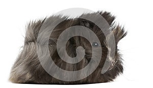 Young Peruvian guinea pig, 2 months old