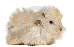 Young Peruvian guinea pig, 2 months old