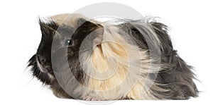 Young Peruvian guinea pig, 6 months old