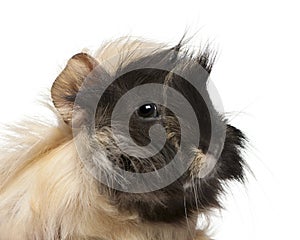 Young Peruvian guinea pig, 6 months old