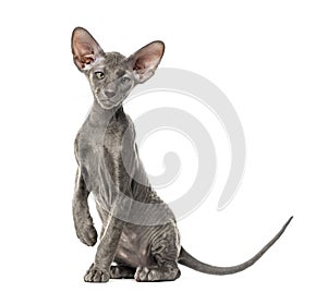 Young peterbald cat, sitting, isolated