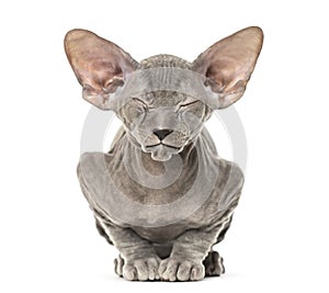 Young peterbald kitten, cat standing and facing the camera