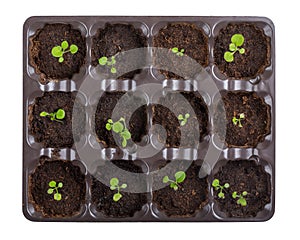 Young petunia flower sprouts growing in plastic tray isolated on white. Spring seedlings. Gardening concept, springtime. Top view