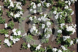 Young petunias with white flowers