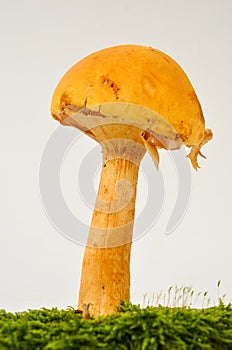 Young Phaeolepiota Aurea mushroom photo