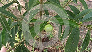 Young phaleria macrocarpa tree growing up