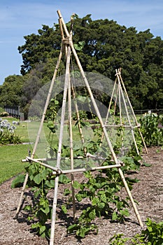 Young phaseolus vulgaris or climbing beans growing on bamboo frame