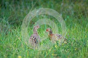 Young pheasants