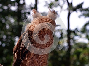 Young Philippine Scops Owl Otus megalotis, head turned away, perching on a branch.