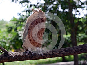 Young Philippine Scops Owl Otus megalotis, head turned away, perching on a branch.