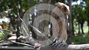 Young Philippine Scops Owl Otus megalotis, perching on a branch.