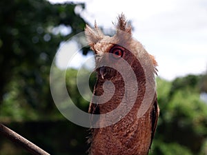 Young Philippine Scops Owl Otus megalotis, perching on a branch. Close ups.