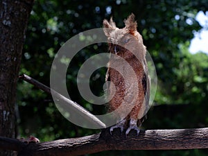 Young Philippine Scops Owl Otus megalotis, perching on a branch. Long shots.