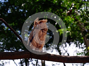 Young Philippine Scops Owl Otus megalotis, perching on a branch. Long shots.