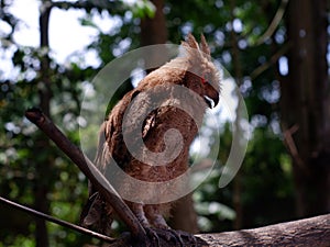 Young Philippine Scops Owl Otus megalotis, perching on a branch. Long shots.