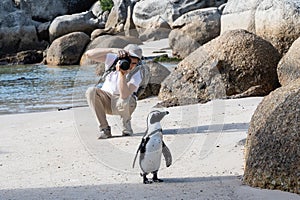 Young photographer taking photos of penguin