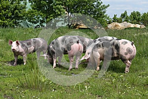 Young pietrain pigs enjoy summer sunshine photo