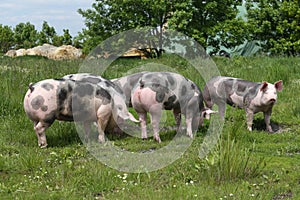 Young pietrain pigs enjoy summer sunshine photo