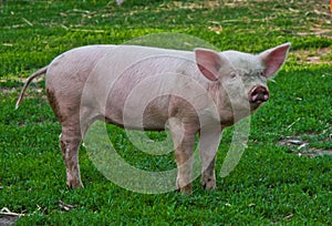 Young pig photo