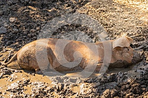 Young pig enjoying dirt bath on a eco farm