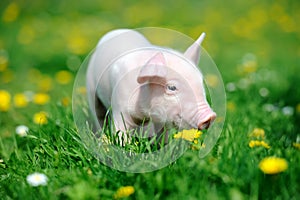 Young pig in grass