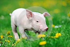 Young pig on grass