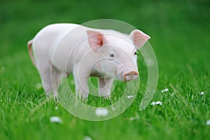 Young pig on grass