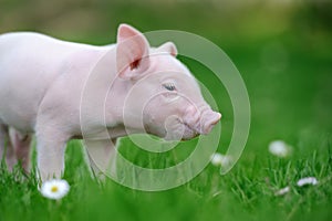 Young pig on grass