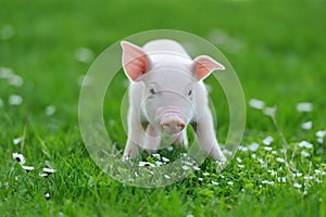 Young pig on grass