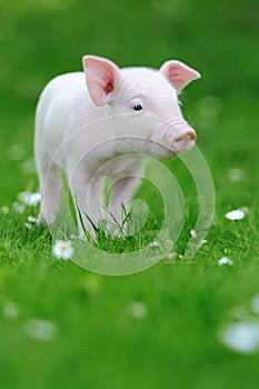 Young pig on grass