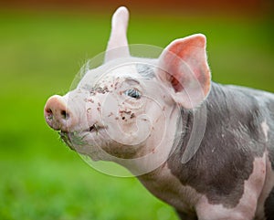 Young pig on a green grass