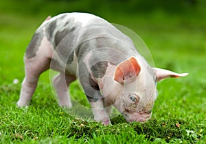 Young pig on a green grass