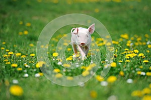 Young pig on a green grass