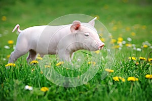 Young pig on a green grass