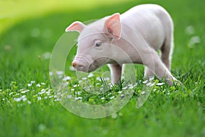 Young pig on a green grass