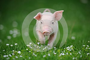 Young pig on a green grass