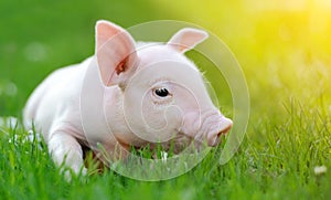 Young pig on a green grass