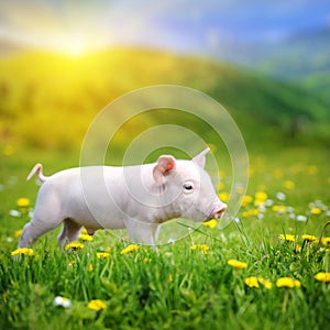 Young pig on a green grass