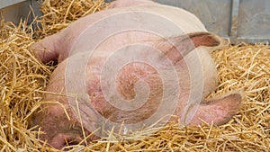 Young pig on hay and straw at pig show