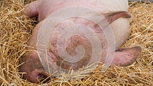 Young pig on hay and straw at pig show