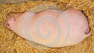 Young pig on hay and straw at pig show