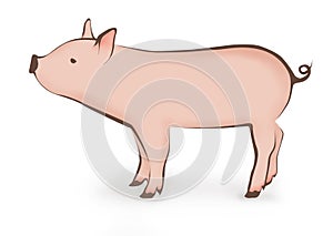 Young pig illustration