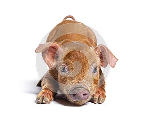 Young pig kneeling in front mixedbreed, isolated photo