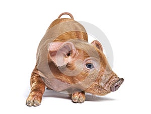 Young pig kneeling mixedbreed, isolated photo