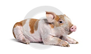 Young pig lying down mixedbreed, isolated photo