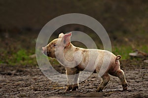 Young pig near the farm