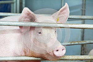 Young pig in shed